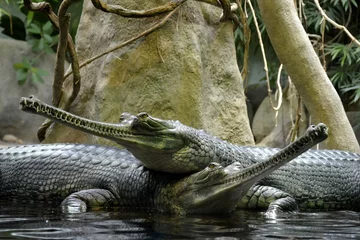 Tableaux ronds sur aluminium brossé Crocodile Details of wild gharials crocodiles in water