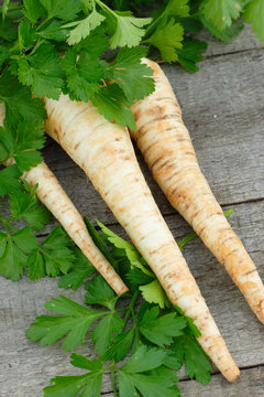 Parsley vegetable roots with green leaves on timber