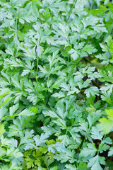 Young parsley leaves