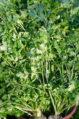 Fresh parsley growing
