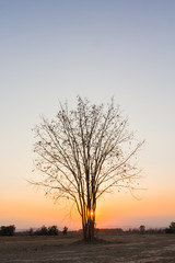 Sunset on silhouette of dried tree in countryside
