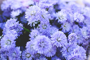 Hipster chrysanthemum purple background soft focus