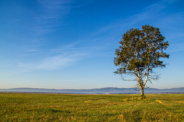 Fototapeta na wymiar photo of lonely birch on a background of blue sky and green grass