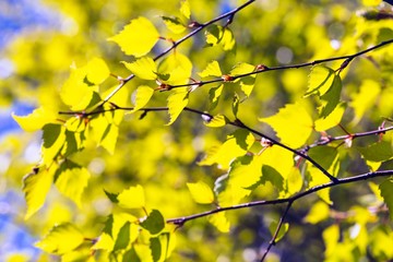 Young green birch tree leaves