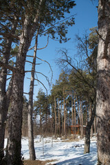 Winter landscape with wooden gazebo under pine trees in the background