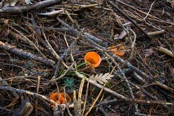 Orange Pezizaeae, incredible mushroom