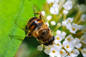 Biene
