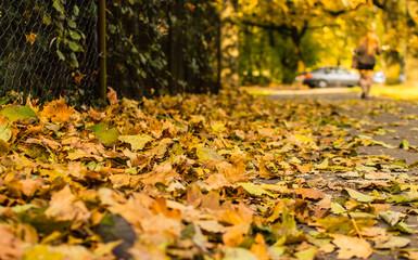 Autumn leaves liying on the street near the fence