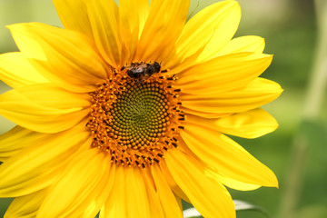 Sonnenblume mit Biene