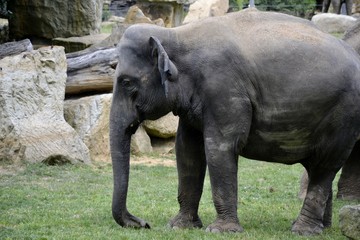 Fototapeta premium Portrait from wild elephants and grass