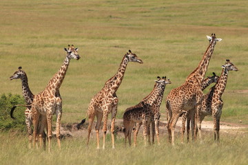 a herd of giraffes