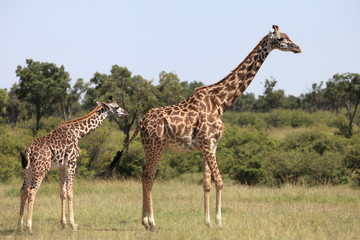 Jiraffes