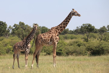 Obraz na płótnie Canvas giraffes