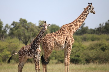 African giraffes