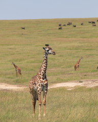 Jiraffe and herd of elephants