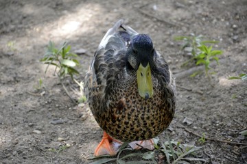 Portrait of a wild duck outdoors 