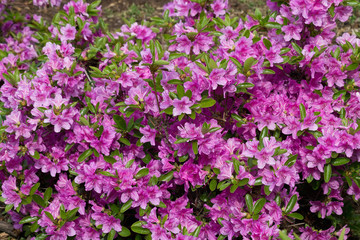 Obraz premium blooming rhododendron bush studded with pink flowers