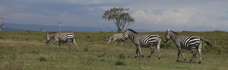Fototapeta na wymiar a herd of zebras