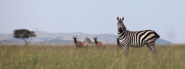 Fototapeta na wymiar African zebra