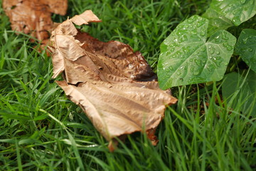 Naklejka premium The wet green color leaf represent the botany and plant concept related idea.