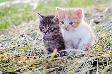 Red and gray kittens