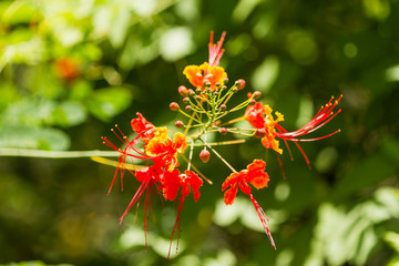 Natural background with blooming Caesalpinia pulcherrima. Bali, Indonesia.