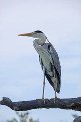 Grey heron looks forward staying on the dry branch, Maldives
