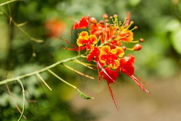 Natural background with blooming Caesalpinia pulcherrima. Bali, Indonesia.