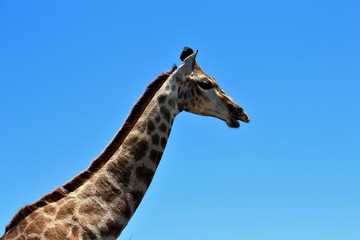 Beautiful giraffe portrait against the blue sky, South Africa