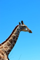 Beautiful giraffe portrait against the blue sky, South Africa