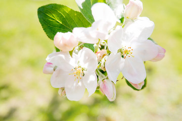 Fototapeta na wymiar Natural spring background with blooming apple tree. Beautiful flowers in sunny day.