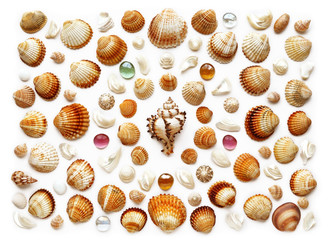 pattern of exotic seashells. Isolated on white