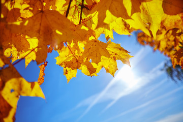 Yellow maple leaves on the background of the autumn sky