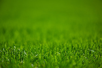 Fototapeta na wymiar Green lawn mowed grass 