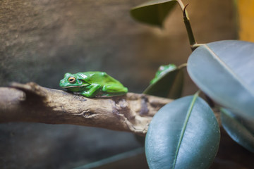Green frog sitting on fallen trees in terrarium