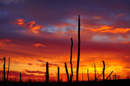 Dead wood on a sunset background