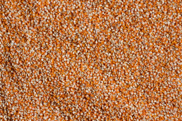 dried corn on floor,Corn seed. Agriculture image,Corn drying in the sun