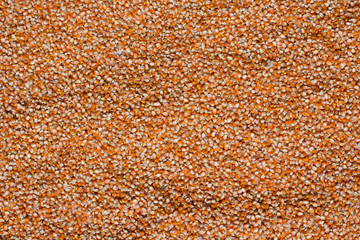 dried corn on floor,Corn seed. Agriculture image,Corn drying in the sun
