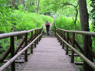 Fototapeta premium wanderweg über eine holzbrücke