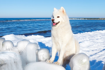 White Samoyed dog looking at the beautiful winter sea