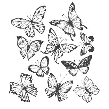 Butterflies. Vector hand-drawn illustration on a white background. Collection of isolated elements for design.