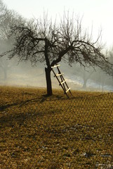 Drzewo © Piotr Ciździel