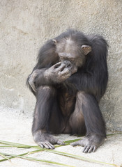 Brownish-black female chimpanzee resting on gray stone with a hand to her face