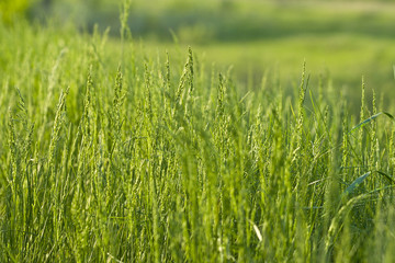 Зеленое молодое поле модного оттенка.