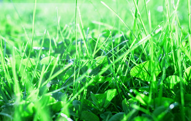 Green grass in sunny rays