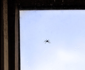 Spider in window