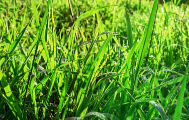 Green grass with drops of water