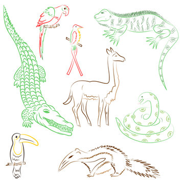 Colorful Hand Drawn Animals of South America. Doodle Drawings of Iguana, Crocodile, Parrot Ara, Toucan, Hummingbird,Anaconda, Anteater and llama. Sketch Style. Vector Illustration.