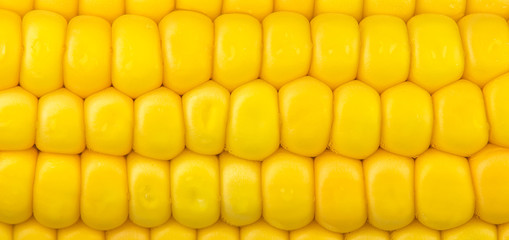 Fundo com espiga de milho