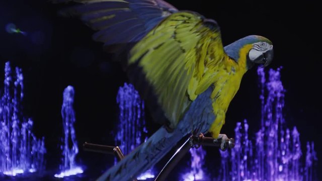 MOSCOW, RUSSIA - FEBRUARY 21, 2011: Slow motion shot of macaw sitting on bike handle bar and showing its big wingspread. Performance in the Circus of Dancing Fountains Aquamarine